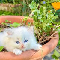 Cucciolo di ragdoll