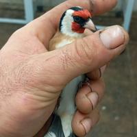 Due cardellini maschi taglia grossa da discesa