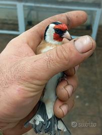 Due cardellini maschi taglia grossa da discesa