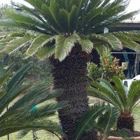 cycas o cicas