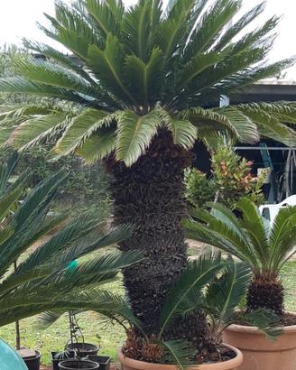 cycas o cicas Giudignano vicino a Otranto