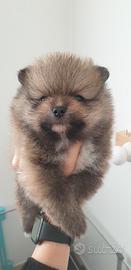 Volpino pomerania nano