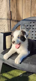 Cuccioli Border Collie