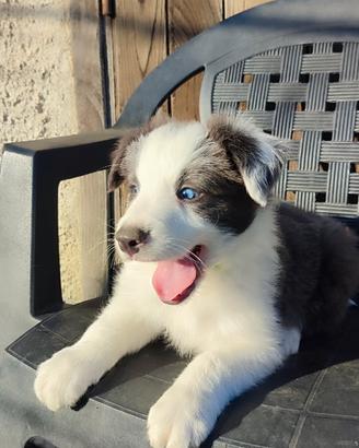 Cuccioli Border Collie