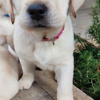 Cuccioli labrador retriever