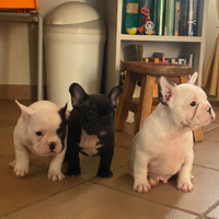 Bulldog francesi pedigree TOP