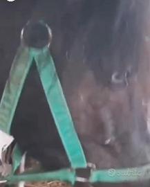 Super pony