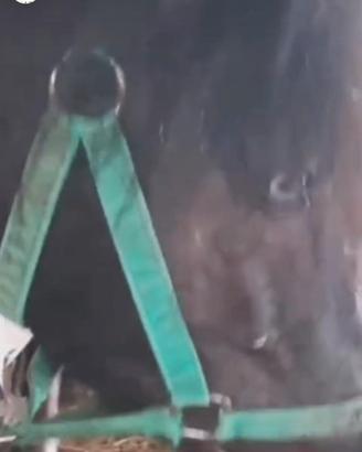 Super pony