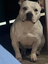 American Bully Pocket