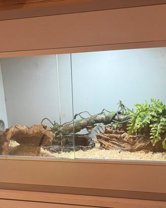 Teca completa