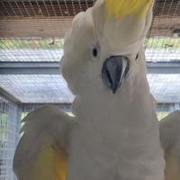 Maschio di cacatua galerita triton