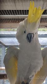 Maschio di cacatua galerita triton