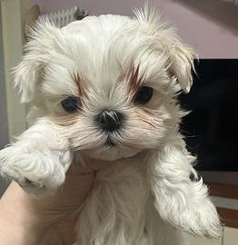Maltese