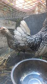 Galline nane sebright