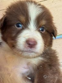 Cucciolo pastore australiano