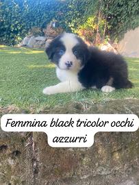 Pastori Australiani cuccioli