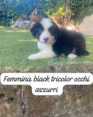 Pastori Australiani cuccioli