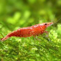 Caridina Red Cherry 