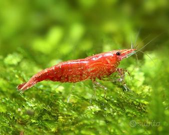 Caridina Red Cherry 