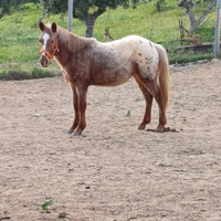 Cavallo appalooso