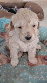 Cucciolo barboncino