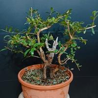 Pre bonsai melograno 