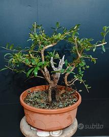 Pre bonsai melograno 