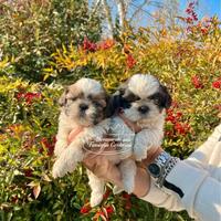 Meravigliosi cuccioli Shihtzu