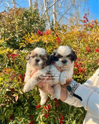 Meravigliosi cuccioli Shihtzu