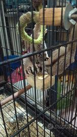 Coppia petauri dello zucchero