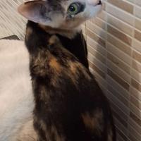 Gattina mix europeo/sphynx longilinea( consegna)