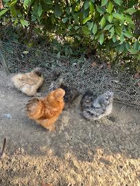 Coppia di galline moroseta (gallo+gallina)