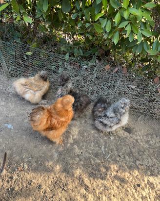 Coppia di galline moroseta (gallo+gallina)
