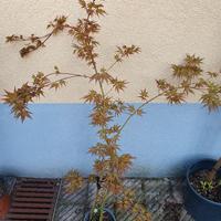 Acero Giapponese palmato Katsura