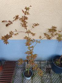 Acero Giapponese palmato Katsura