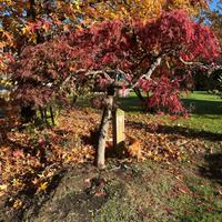 Acero Rosso Giapponese