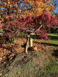 Acero Rosso Giapponese