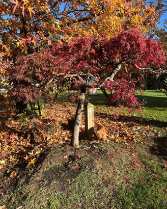 Acero Rosso Giapponese