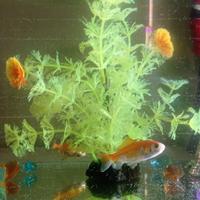 Acquario con pesci