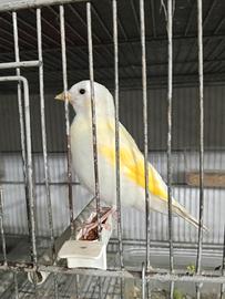 Cardellino