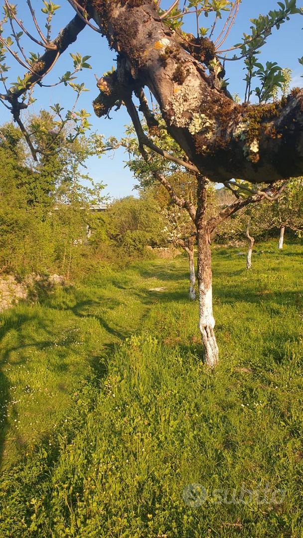 Terreno agricolo pianeggiante - View 4