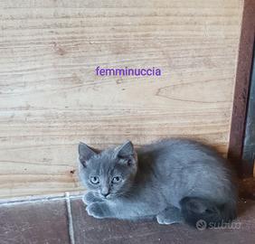 Gattine certosine