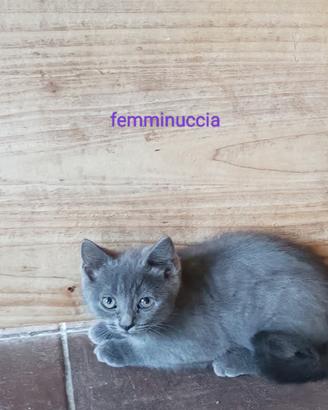 Gattine certosine