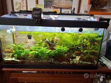 acquario 80 lt avviato COMPLETISSIMO