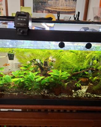 acquario 80 lt avviato COMPLETISSIMO