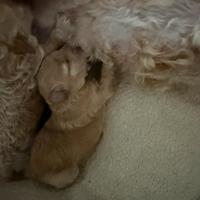 Barboncini toy champagne scuro