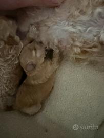 Barboncini toy champagne scuro