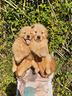 cuccioli-di-golden-retriever-marina-lab