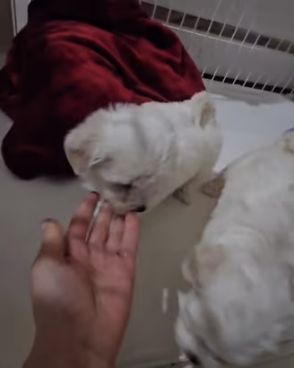 Maltesi toy maschio e femmina bianco