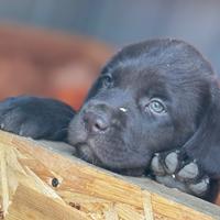 Labrador retriever Choco con pedigree